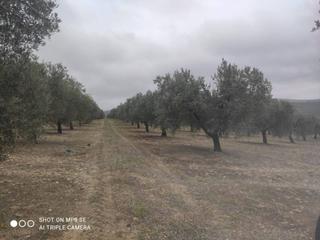 Finca rústica  Termino de castro del rio. Finca rustica en venta en castro del río