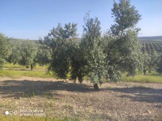 Propriété  Termino de baena. 6 fanegas olivar de 1 pie