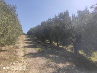 Propriété  Termino de baena. Olivar marteño 8x4