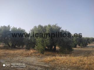 Finca rústica  Termino de luque. Olivar a pie de carretera