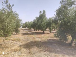 Propriété  Termino de baena. 26 fanegas de olivar de regadio