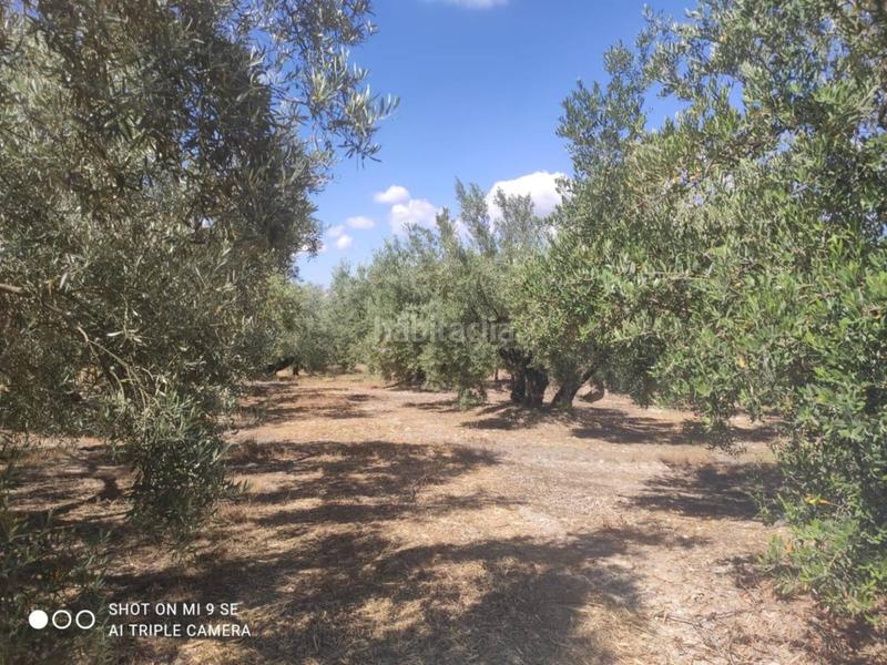Foto 83518da4-1935-4100-9a99-1e80ce0c3a9f. Finca rústica finca rustica en venta en Doña Mencía