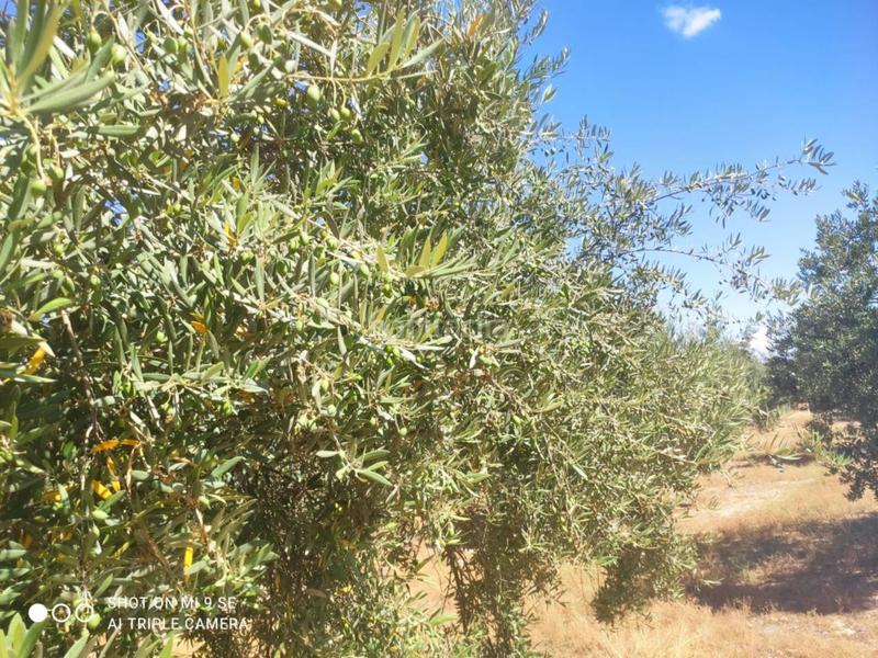 Foto a7814ee1-cdc6-4b8f-9c7c-32034ba182eb. Finca rústica finca rustica en venta en Doña Mencía