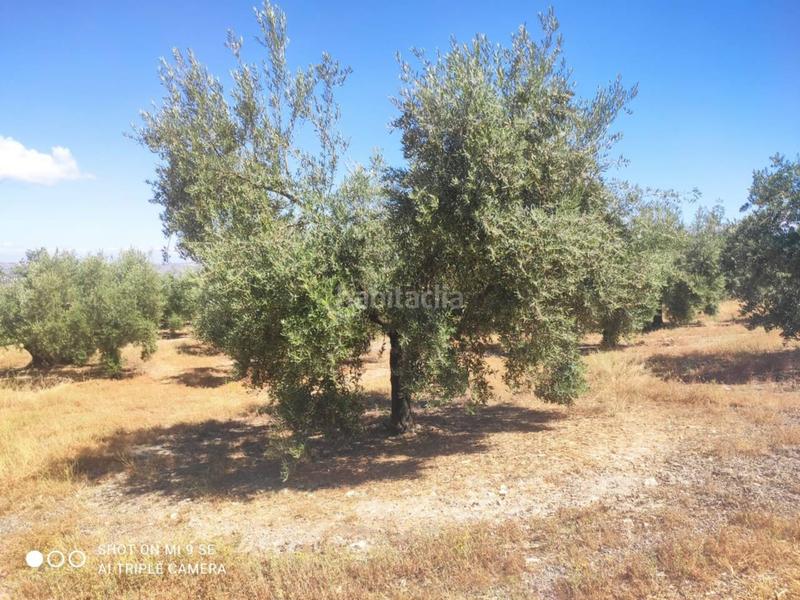 Foto ae8a4187-0d5a-42ae-94db-56226274a6c4. Finca rústica finca rustica en venta en Doña Mencía