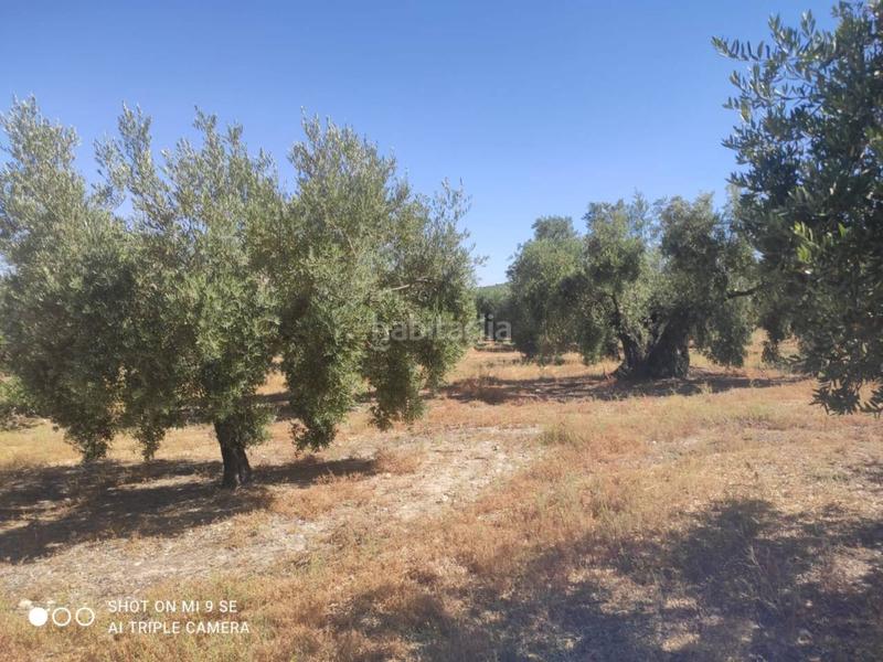 Foto caffc3fd-c68f-4716-91d1-e94790416349. Finca rústica finca rustica en venta en Doña Mencía