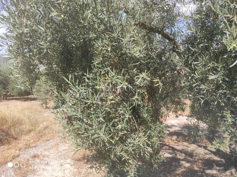 Foto ff79cb56-ce7e-4c1b-905e-2400e6ac4018. Finca rústica finca rustica en venta en Doña Mencía