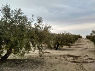 Propriété à Baena. 3 fanegas de olivar