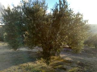 Finca rústica a Baena. 2.5 fanegas de olivar  edificacion