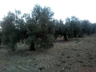 Propriété à Baena. Olivar 1 pie en venta