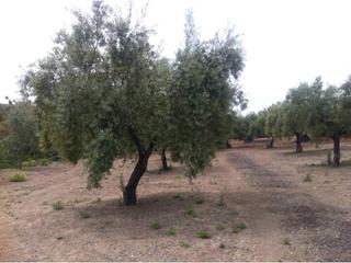 Finca rústica a Castro del Río. Olivar a pie de carretera