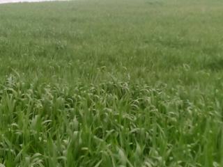 Finca rústica a Baena. Tierra calma en venta
