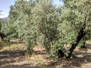 Finca rústica a Baena. Olivar de 4,70 fanegas por 95.000