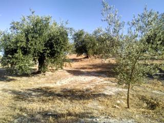 Propriété à Baena. Olivar de regadio