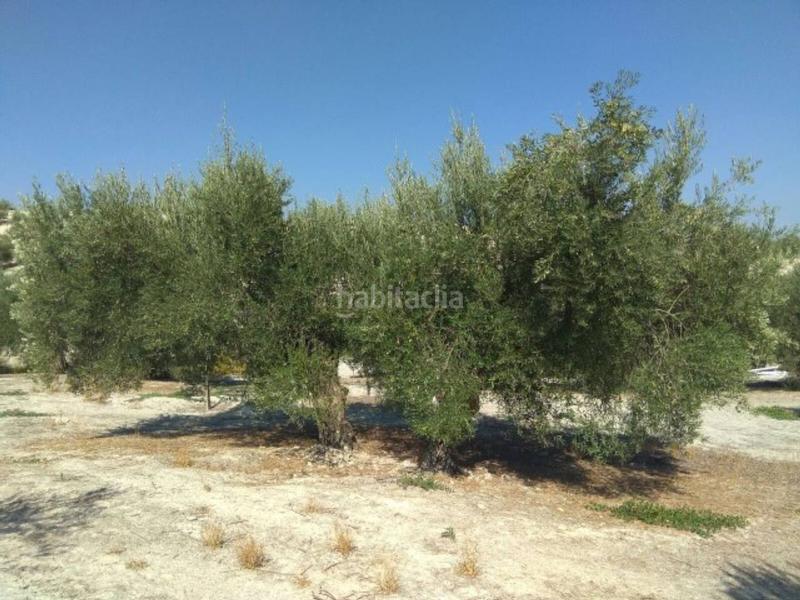 Foto 07ccdce9-a096-4876-8b09-6b15f6f46250. Finca rústica olivar de regadío en Luque