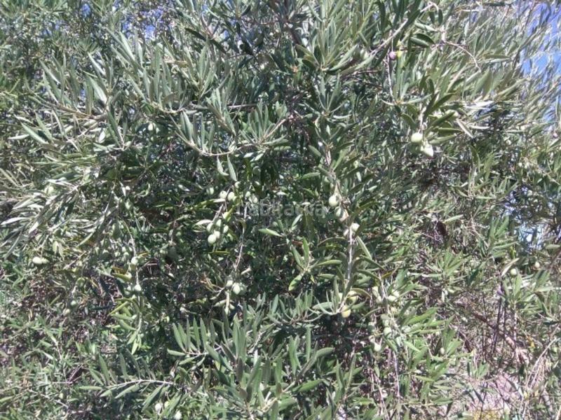 Foto 0b24dd55-636d-42ac-a573-f05acb3d3cc0. Finca rústica olivar de regadío en Luque