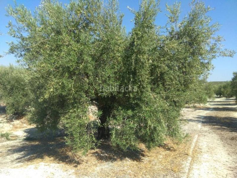 Foto 19413d8b-be82-4d12-969f-5166e2581361. Finca rústica olivar de regadío en Luque
