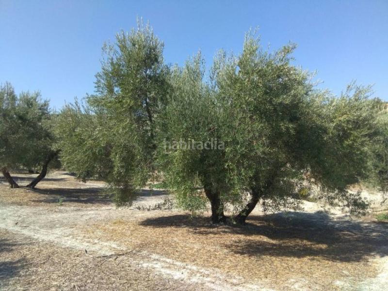 Foto 47077bf2-c21f-4047-ab10-6aeb1c5883ba. Finca rústica olivar de regadío en Luque