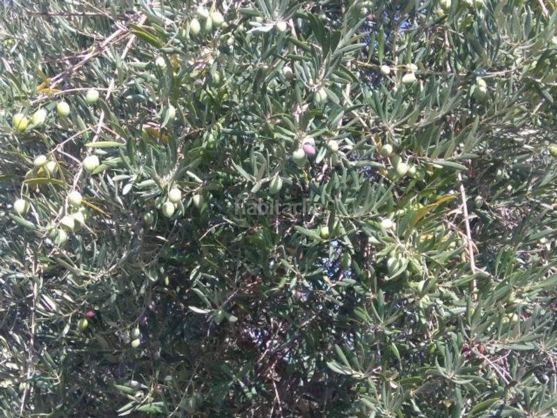 Foto 9910ca68-1517-4f53-bdce-4421be173f9b. Finca rústica olivar de regadío en Luque