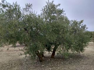 Propriété à Baena. 8 fanegas de olivar