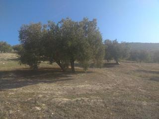 Propriété à Baena. Olivar de 4,5 fanegas