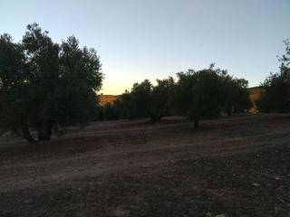 Finca rústica a Baena. 22 fanegas de olivar
