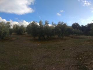 Propriété à Baena. Olivar en venta