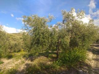 Propriété  Salvador muñoz. Finca rustica en venta en baena