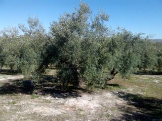 Propriété  Baena. 15 fanegas de olivar tradicional en baena