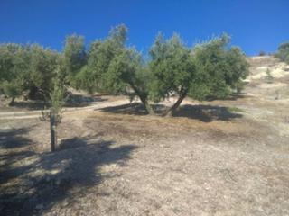 Propriété  Baena. Olivar de 2 fanegas