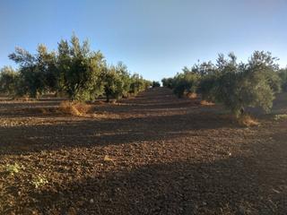 Finca rústica a Baena. Olivar de 1 pie