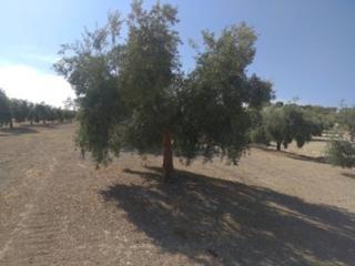 Finca rústica  Termino de baena. Finca rustica en venta en baena