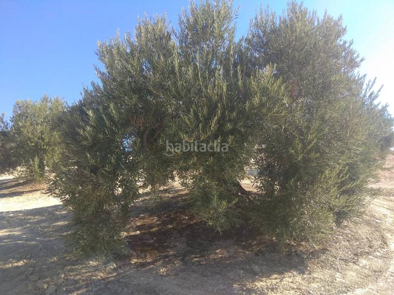 Foto 23b57dff-82a3-4432-89a9-929349bfe63a. Fondo rustico in Baena