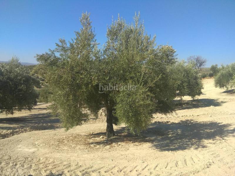 Foto b71c203b-ed39-46c7-a796-21859415c229. Fondo rustico in Baena