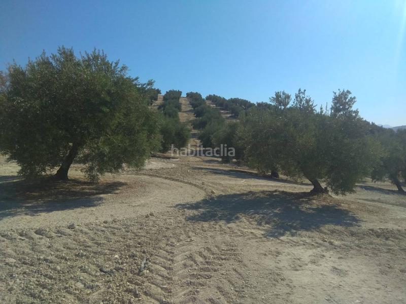 Foto ec840009-5fe5-4baf-968b-eda47be94b42. Fondo rustico in Baena