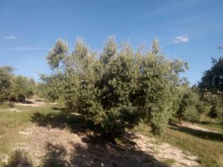 Propriété  Termino de baena. Finca rustica en venta en baena