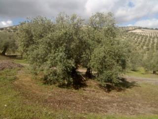 Finca rústica  Termino de bailen. Finca rustica en venta en bailén