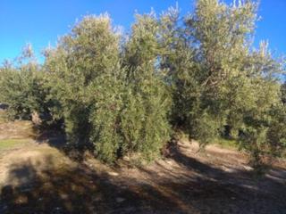 Propriété  Termino de baena. Finca rustica en venta en baena