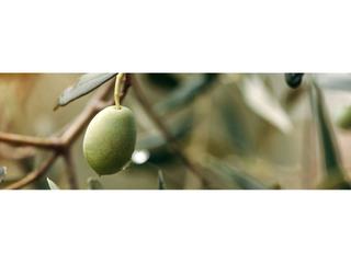 Rural plot in Priego de Córdoba. Finca de olivar a la venta