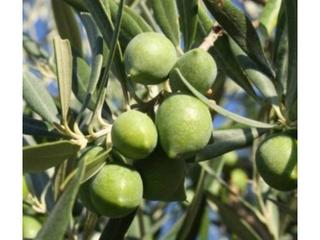 Finca rústica a Montilla. Finca de olivar hojiblanca a la venta