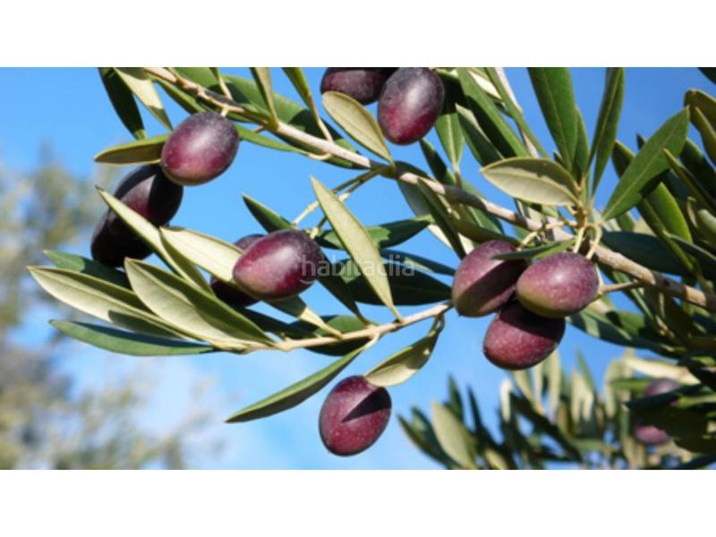 Foto 606ac48b-0b18-43f3-9bd1-3248d8bbf544. Landgut in Priego de Córdoba