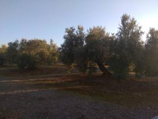 Finca rústica  Termino de baena. Finca rustica en venta en baena