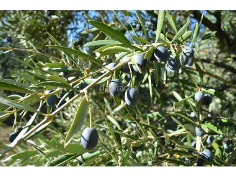 Foto 75c8f85c-70c4-4cbb-9797-eb443279f53b. Finca rústica finca rustica en venta en Baena
