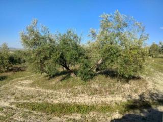 Propriété  Termino de baena. Finca rustica en baena