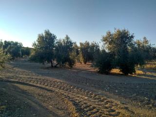Finca rústica  Termino de espejo. Finca rustica en venta en espejo