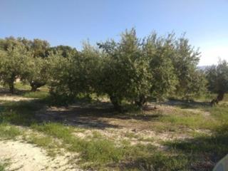 Propriété  Termino de baena. Olivar llano tradicional a 16000 euros fanega