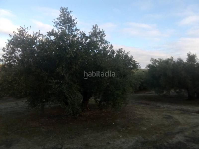 Foto f782f676-5185-44ee-bbf8-74351dbbc09f. Fondo rustico in Baena