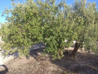 Propriété  Termino de baena. Olivar a las puertas de baena