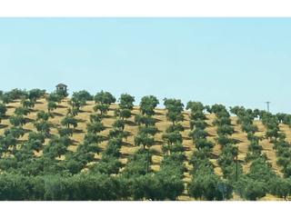 Fondo rustico  Castro del río. Finca de 17.50 fanegas con concesion de riego
