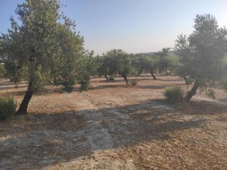 Propriété  Salvador muñoz. 17 fanegas de olivar