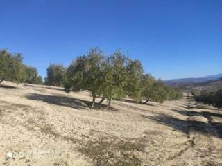 Propriété  Salvador muñoz. 4.5 fanegas de olivar nevado